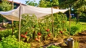Canicule au potager : ces r�flexes qui aident les tomates � mieux supporter le plein soleil