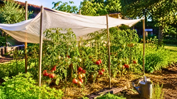 Canicule au potager : prot�ger ses tomates du soleil