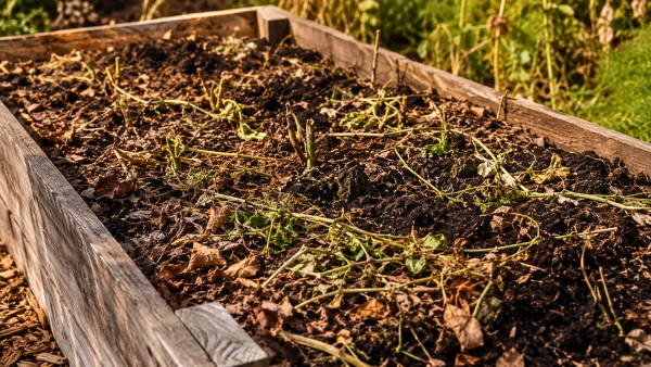 Un carr� potager sur�lev� prot�g� apr�s la r�colte avant l'arriv�e de l'hiver