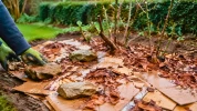 Cette astuce au carton en avril permet de supprimer les ronces sans retourner la terre