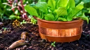 Cette barri�re naturelle aide les jardiniers � prot�ger les jeunes pousses des limaces sans produits chimiques