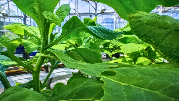 Cette d�fense secr�te des plantes pourrait aussi polluer l'air