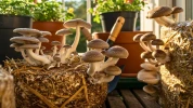 Ces champignons se cultivent facilement chez vous� mais d'autres restent des mirages, malgr� toutes les promesses
