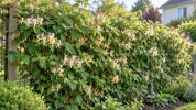 Un ch�vrefeuille plant� cet automne peut masquer le vis-�-vis des voisins en deux ou trois saisons sans mur ni panneau