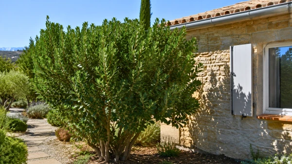 Laurier-sauce : un arbuste m�diterran�en pour prot�ger la maison