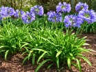 Comment nourrir les agapanthes au printemps pour favoriser une floraison g�n�reuse