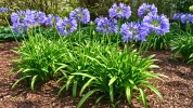 Comment nourrir les agapanthes au printemps pour favoriser une floraison g�n�reuse