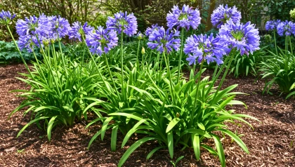 Comment nourrir les agapanthes au printemps pour favoriser une floraison g�n�reuse