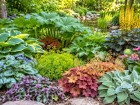 Comment structurer ses massifs au printemps avec des plantes vivaces aux feuillages color�s et durables ?