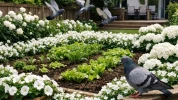 Et si la cl� contre les pigeons n'�tait ni un filet ni un r�pulsif mais une simple fleur blanche plant�e au bon endroit