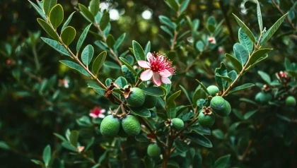 On croit qu'il g�le au premier froid, mais ce faux kiwi d'Am�rique du Sud brave nos hivers et se mange de la fleur au fruit