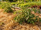 Cultiver ses l�gumes sans arroser : ce que cache la tendance du potager autonome face aux chaleurs du printemps