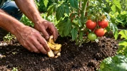 Et si vos d�chets de cuisine cachaient le secret de tomates plus grosses et plus nombreuses sans aucun engrais chimique