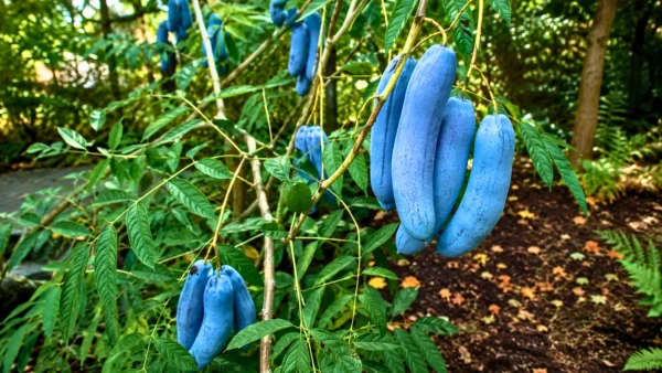 Decaisnea fargesii : l'arbuste aux fruits bleus qui intrigue au jardin