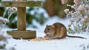 Derri�re chaque mangeoire mal pens�e se cache un buffet pour rats : les erreurs � �viter d�s aujourd'hui