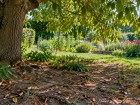 Ce d�tail visible sous un noyer en fin d'�t� peut changer la fa�on d'organiser potager et massifs