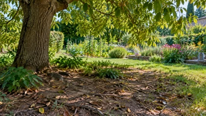 Ce d�tail visible sous un noyer en fin d'�t� peut changer la fa�on d'organiser potager et massifs