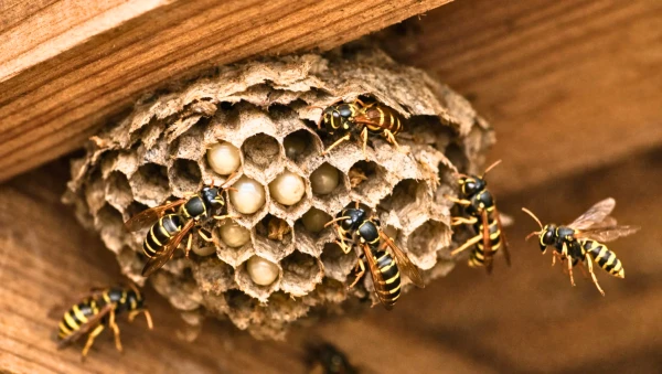 Un nid de gu�pes en formation sous une toiture en bois