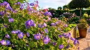 �lue � plante du si�cle � � Londres, cette vivace bleue fleurit durant des mois sans r�clamer d'entretien compliqu�