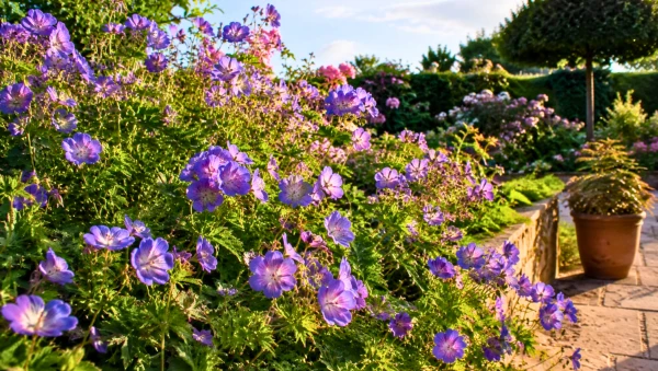 G�ranium Rozanne : la vivace bleue �lue plante du si�cle � Londres