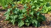 L'�pinard-fraise revient au potager : ce l�gume ancien surprend autant par son go�t que son allure