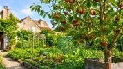 Face aux oiseaux gourmands, ces astuces permettent de prot�ger vos cerises tout en respectant la faune du jardin
