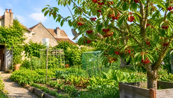 Prot�ger ses cerises au potager : astuces naturelles contre les oiseaux
