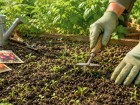 Faire pousser les mauvaises herbes avant les l�gumes, l'astuce naturelle qui facilite vraiment l'entretien du potager