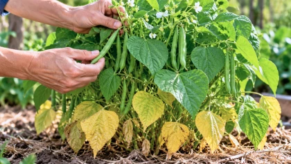 Feuilles de haricots jaunies � la base, le bon r�flexe pour continuer � cueillir tant que le sommet du pied reste vert