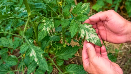 Feuilles de tomate qui blanchissent : les causes les plus fr�quentes et les bons gestes pour aider vos plants