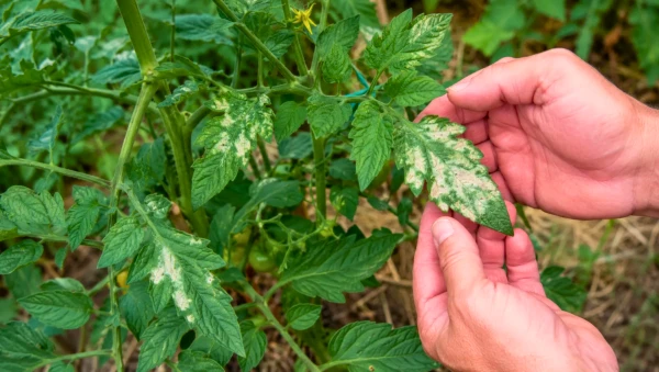 Feuilles de tomate qui blanchissent : causes et solutions