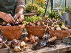 Pour des fleurs en plein hiver, la pr�paration des bulbes commence avant leur entr�e dans le salon