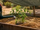 Fortes chaleurs au jardin : les gestes des professionnels qui prot�gent les plantes sans gaspiller l'eau