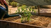 Fortes chaleurs au jardin : les gestes des professionnels qui prot�gent les plantes sans gaspiller l'eau