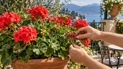 Pour des g�raniums plus durables, ce geste d'entretien favorise une nouvelle vague de fleurs