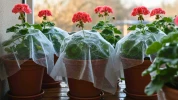Vos g�raniums vont-ils survivre � l'hiver ? Ces secrets d'hivernage pourraient bien tout changer sur votre balcon