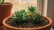 Ce geste anti-pourriture � base d'argile fait des miracles : vos succulentes traversent l'hiver comme en plein printemps