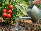 Ce geste simple am�liore la croissance des tomates sans engrais chimique et booste la qualit� des fruits