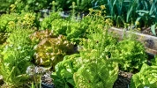 Ce geste simple avec les laitues aide le potager � mieux traverser tout l'�t� sans traitements chimiques
