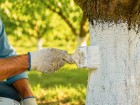 Un geste simple revient dans les vergers pour prot�ger les fruitiers des fortes chaleurs et pr�server les futures r�coltes