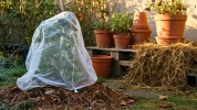 Ces 8 gestes essentiels pour prot�ger vos plantes du gel et renforcer leur r�sistance tout l'hiver