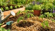 En mai, ces gestes de plantation aident les jeunes plants � reprendre sans fatiguer la terre du potager au printemps