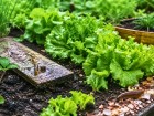 Ces 10 gestes simples qui aident � prot�ger semis, salades et jeunes pousses des limaces