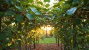 Les 6 gestes simples pour que vos kiwis poussent enfin en abondance et transforment votre jardin en verger exotique