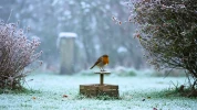 Givres, silence, solitude : ce geste simple peut sauver la vie du rouge-gorge quand tout le jardin devient hostile