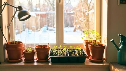 Ces 6 graines lanc�es en janvier changent tout au potager, pendant que tout le monde attend le printemps