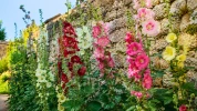 Cette grande fleur d'�t� transforme les jardins avec ses couleurs g�n�reuses et un entretien tr�s accessible