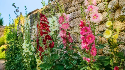 Cette grande fleur d'�t� transforme les jardins avec ses couleurs g�n�reuses et un entretien tr�s accessible
