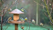 Ils chantent, picorent, volent sous vos yeux� mais qui sont vraiment les 10 oiseaux les plus communs de nos jardins ?