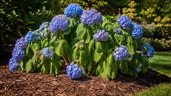 Le paillage qui prot�ge les hortensias pendant les fortes chaleurs